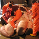 Illustration for article titled You Might Not Want to Look at These Explicit Images of an Elephant's Innards (NSFW)